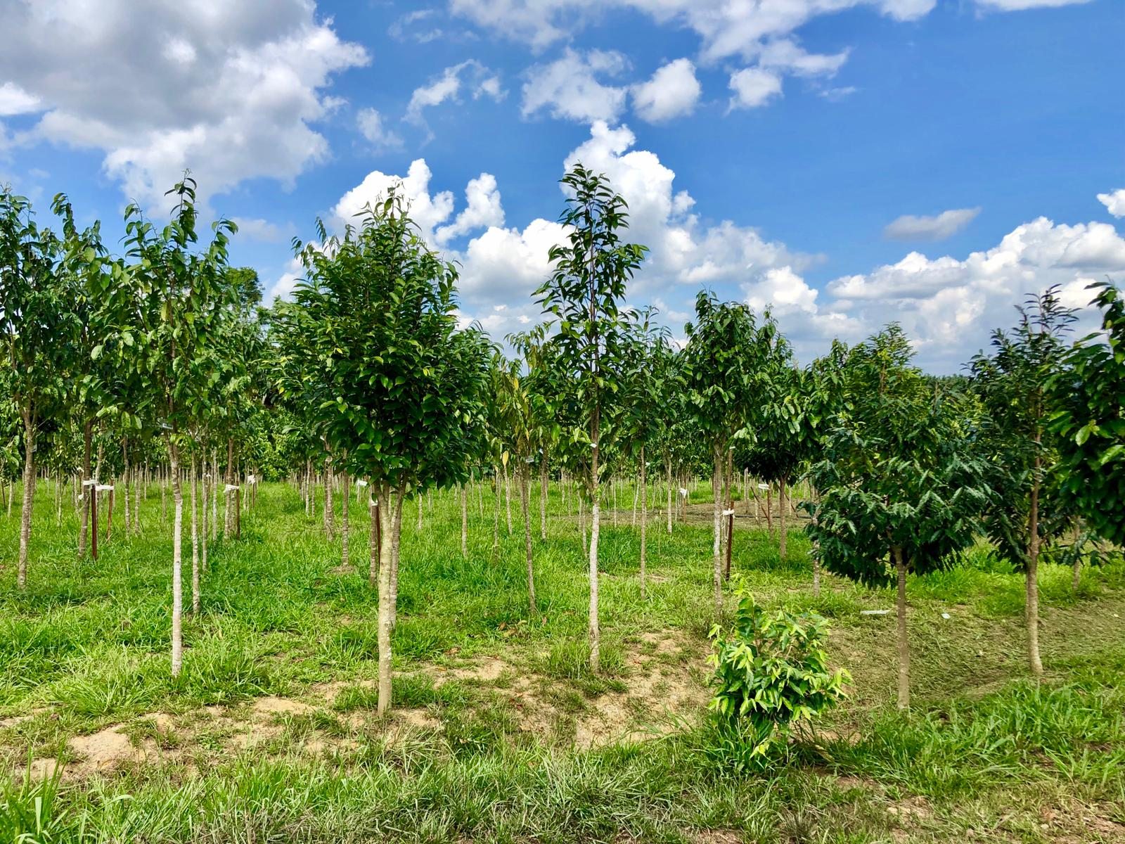 Plantation tropicale d'Aquilaria