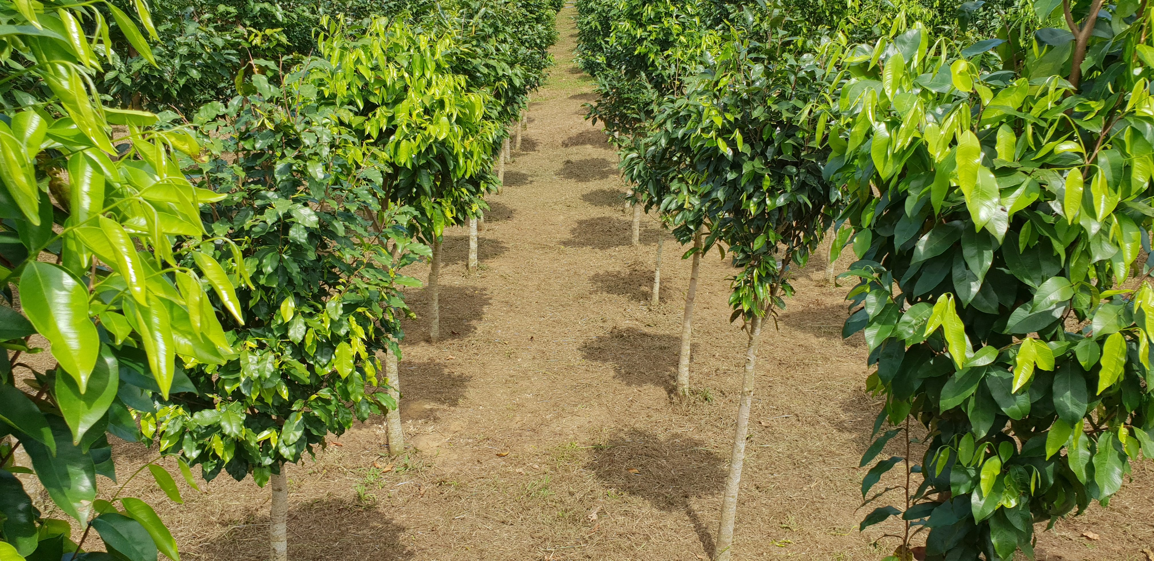 Rangées d'arbres Aquilaria